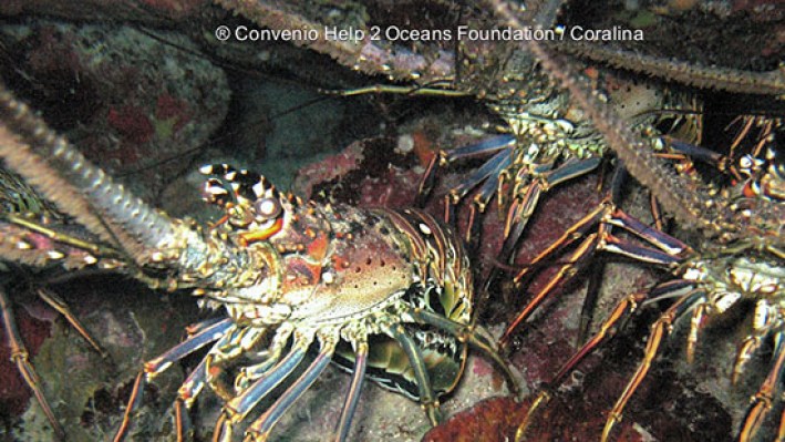 Spinny lobster (42)